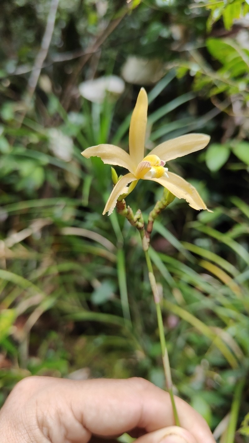 Bromheadia borneensis photo 3