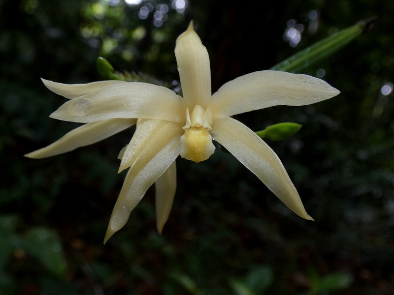Bromheadia borneensis photo 4
