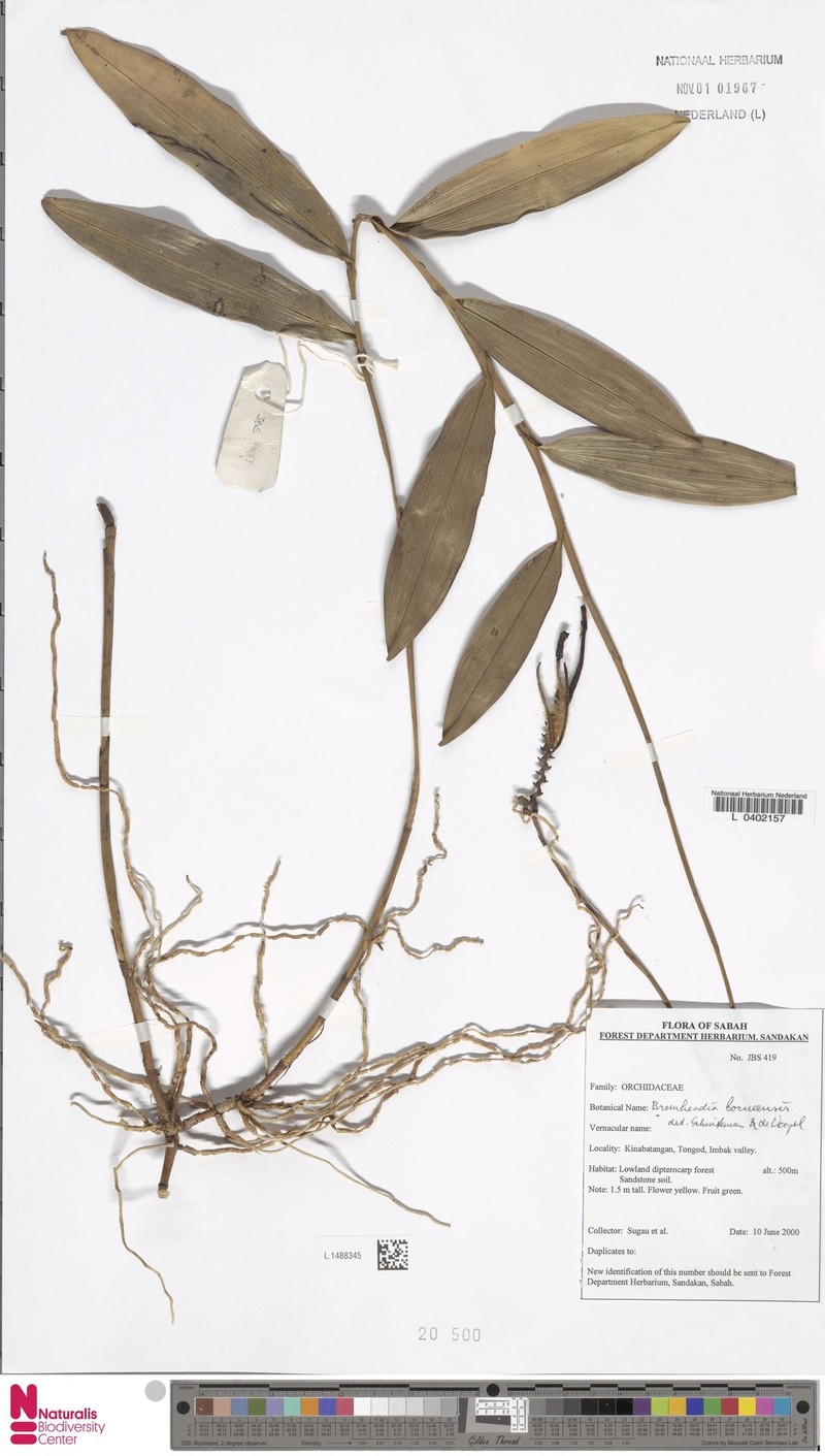 Bromheadia borneensis photo 5
