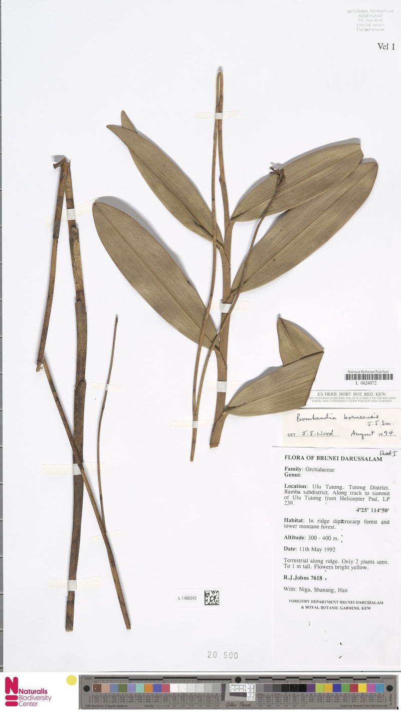 Bromheadia borneensis photo 6