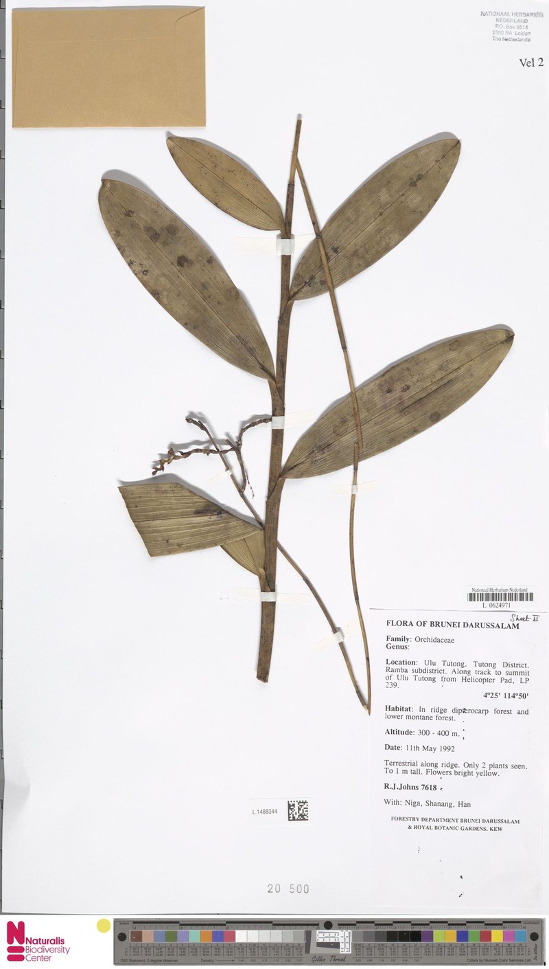 Bromheadia borneensis photo 7