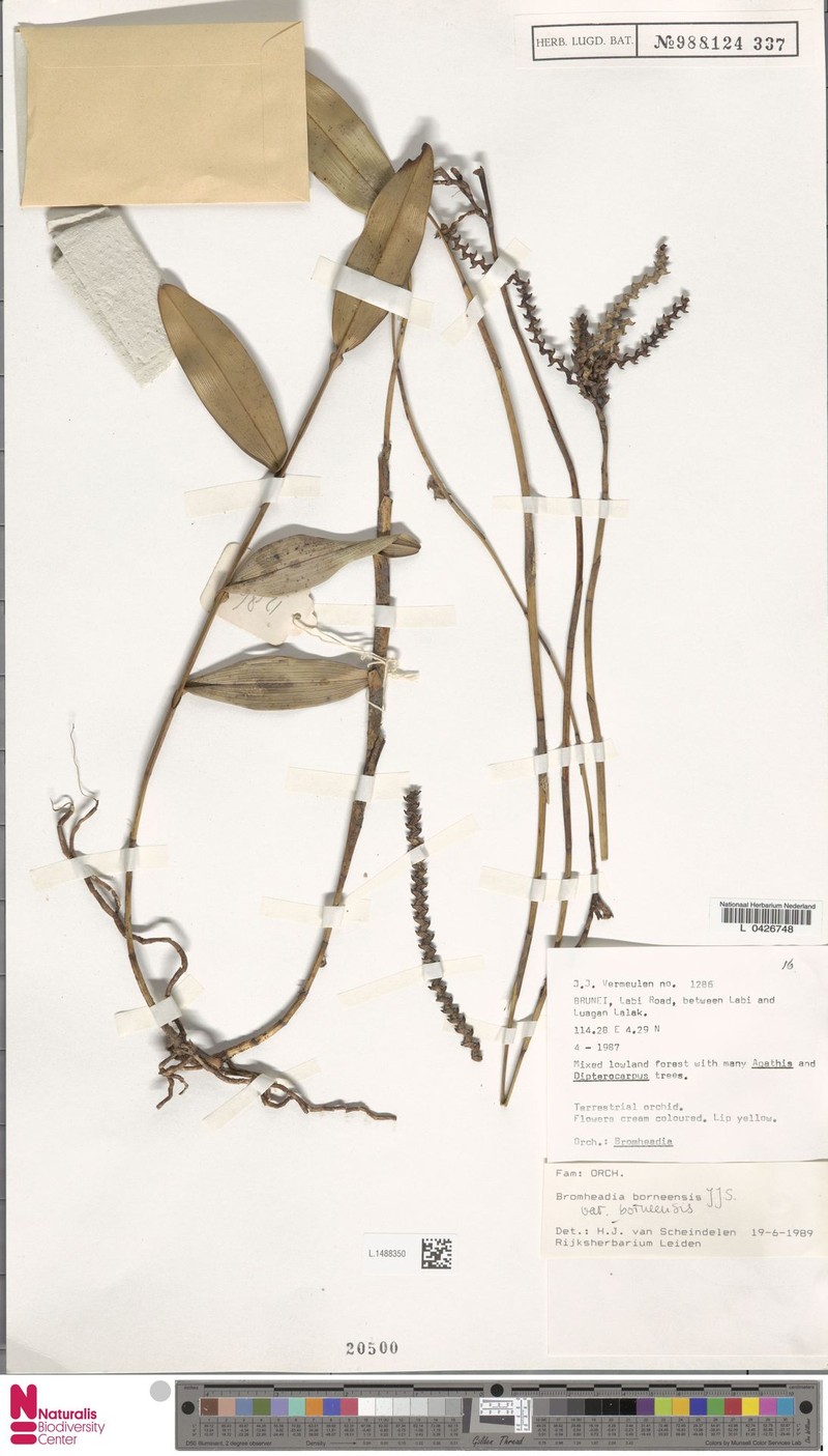 Bromheadia borneensis var. borneensis