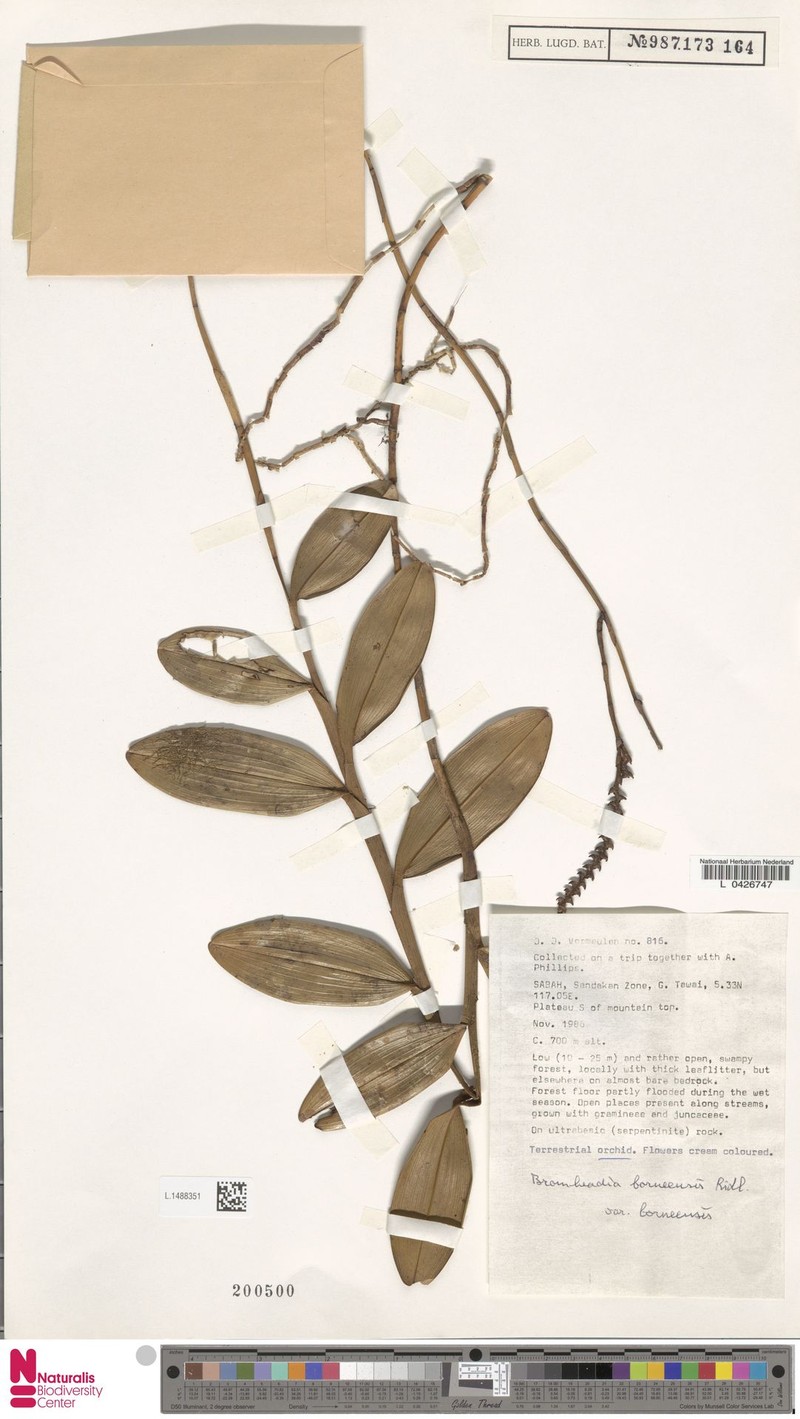 Bromheadia borneensis var. borneensis photo 2