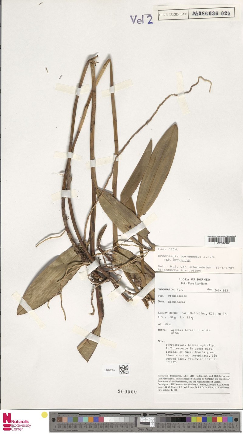 Bromheadia borneensis var. borneensis photo 3