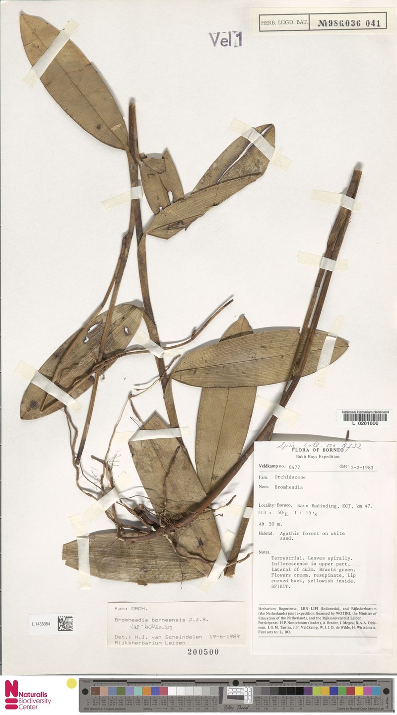 Bromheadia borneensis var. borneensis photo 4
