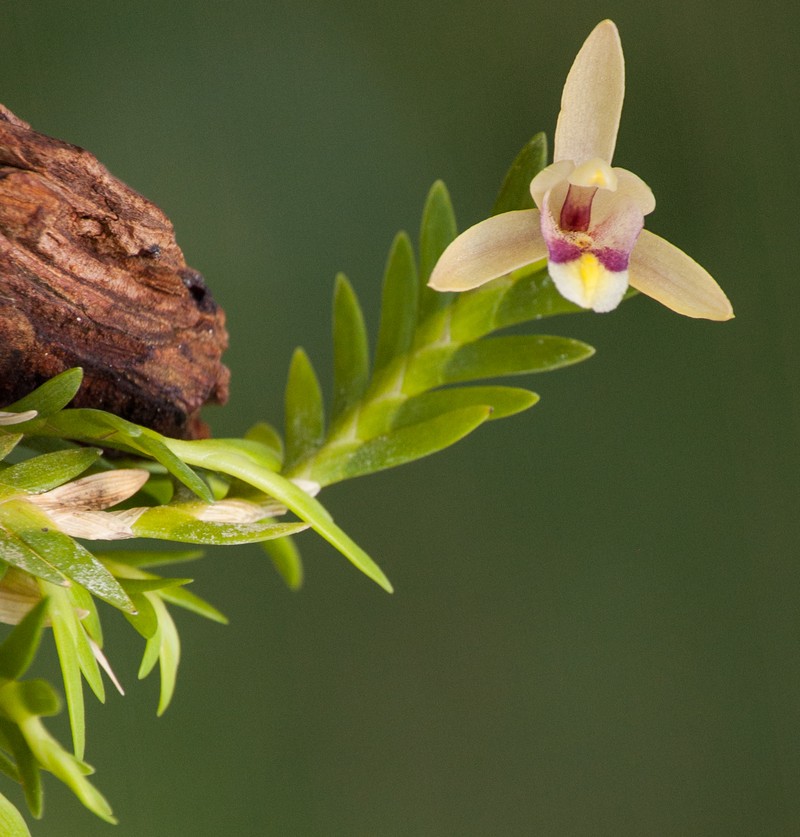 Bromheadia brevifolia