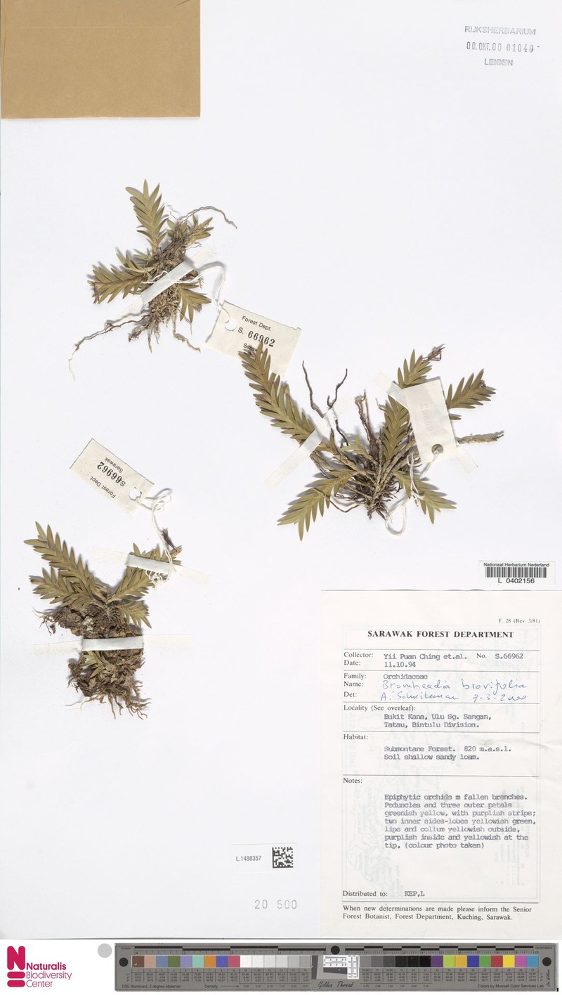 Bromheadia brevifolia photo 2