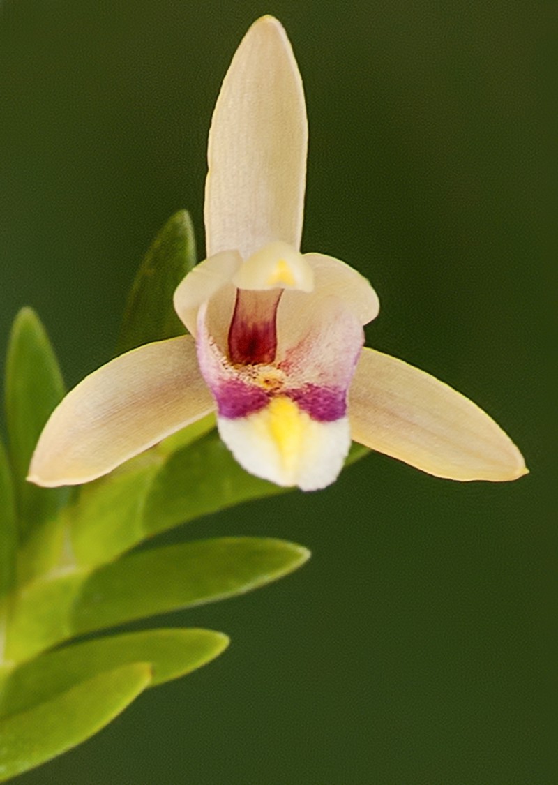 Bromheadia brevifolia photo 6