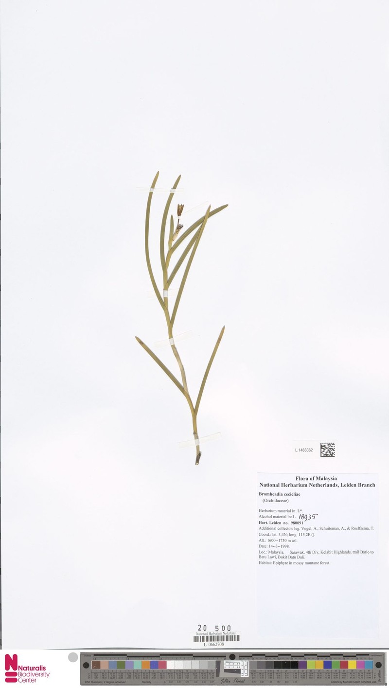 Bromheadia cecieliae