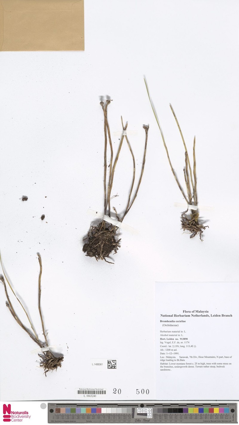 Bromheadia cecieliae photo 2