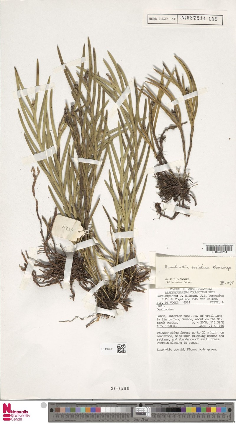 Bromheadia cecieliae photo 3