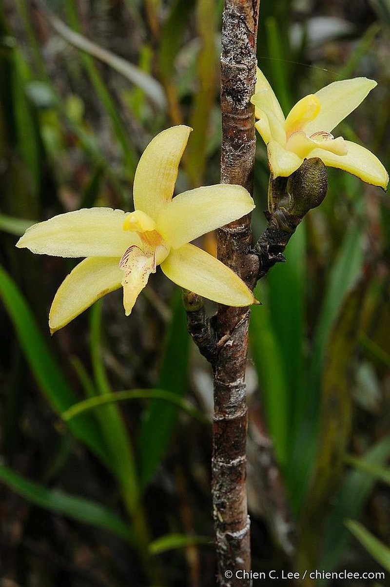 Bromheadia crassiflora