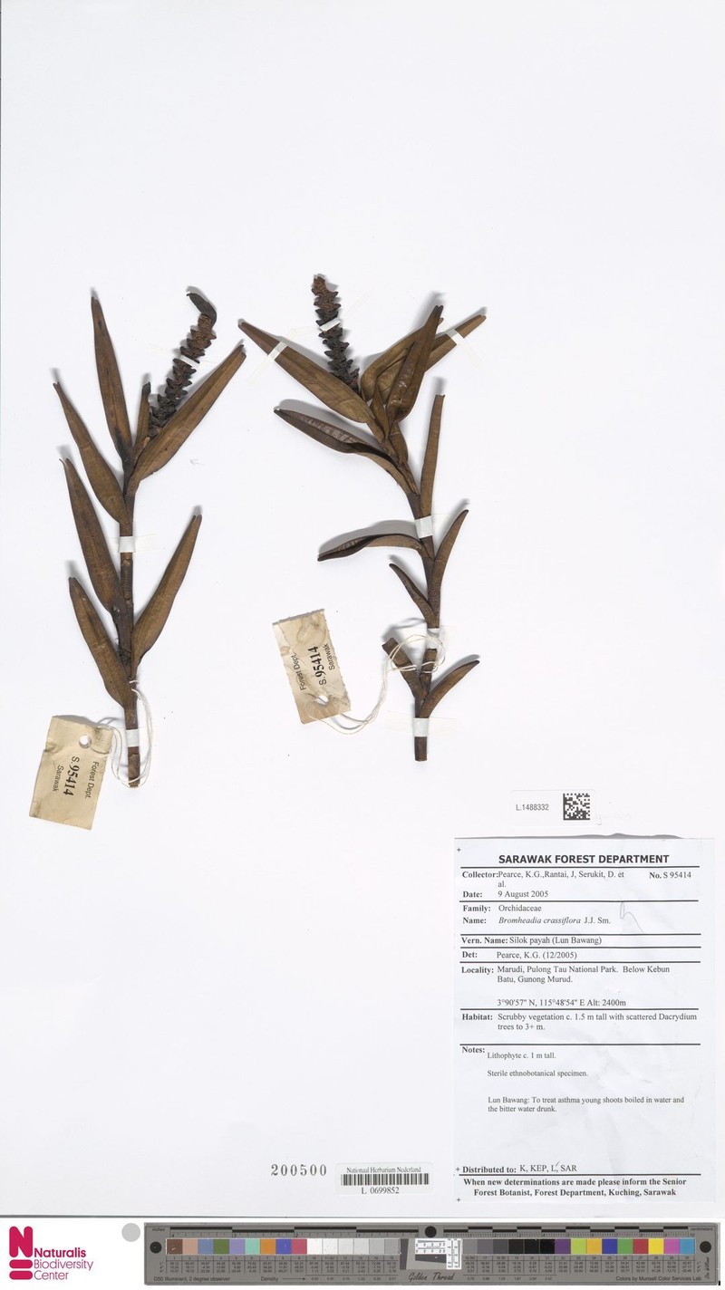 Bromheadia crassiflora photo 2