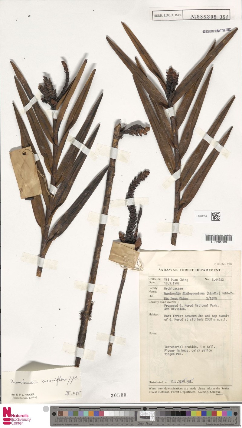 Bromheadia crassiflora photo 3