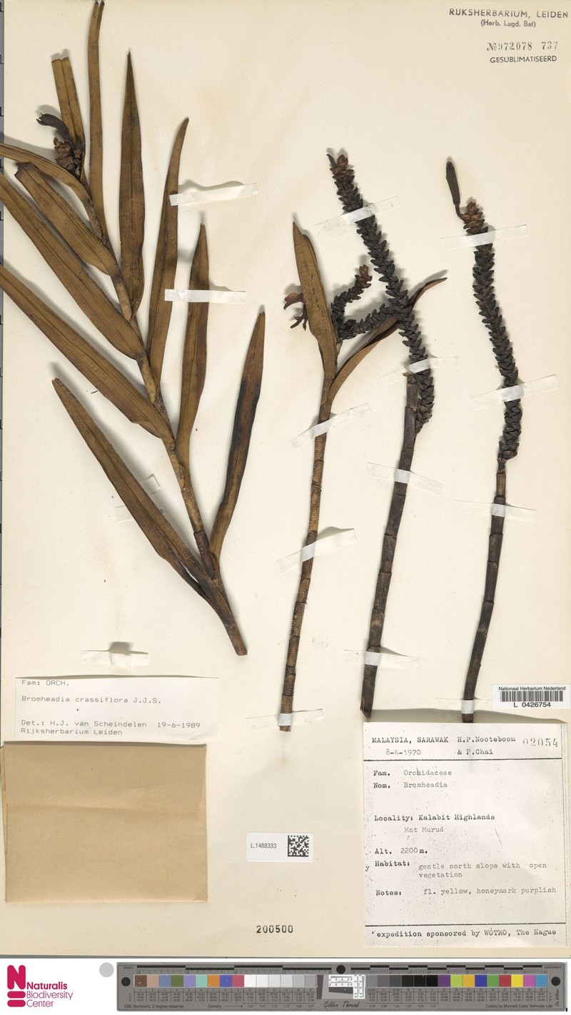 Bromheadia crassiflora photo 4
