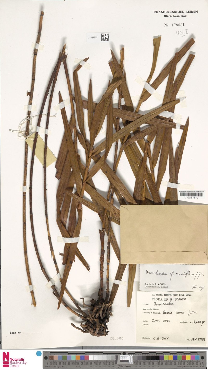 Bromheadia crassiflora photo 5
