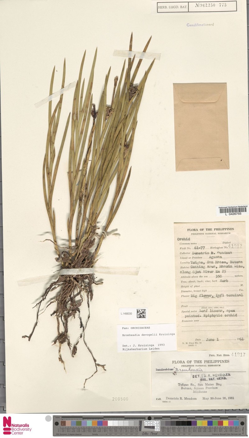 Bromheadia devogelii