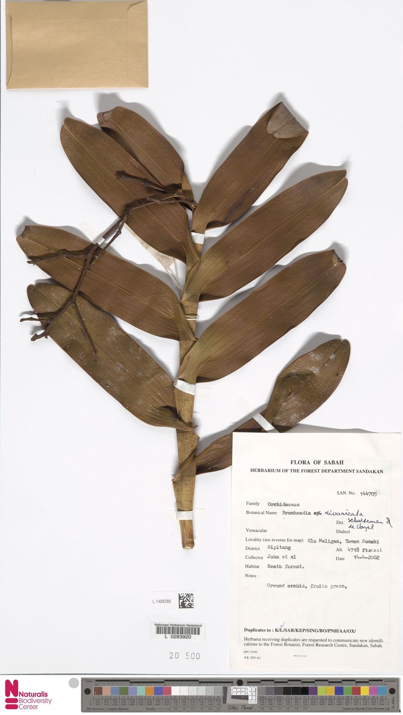 Bromheadia divaricata