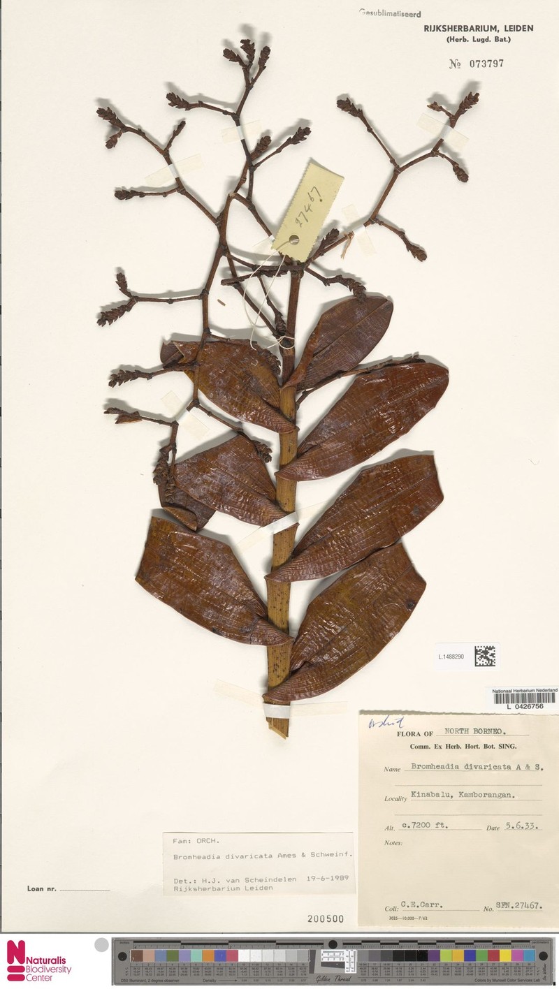 Bromheadia divaricata photo 2