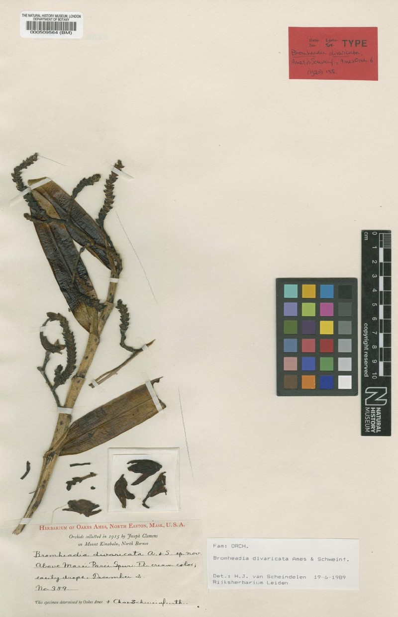 Bromheadia divaricata photo 4