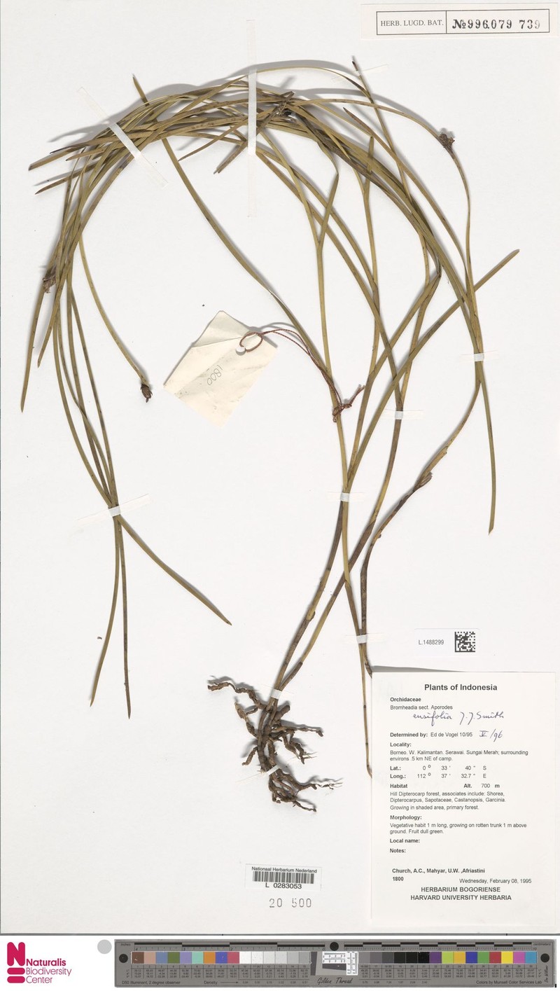 Bromheadia ensifolia