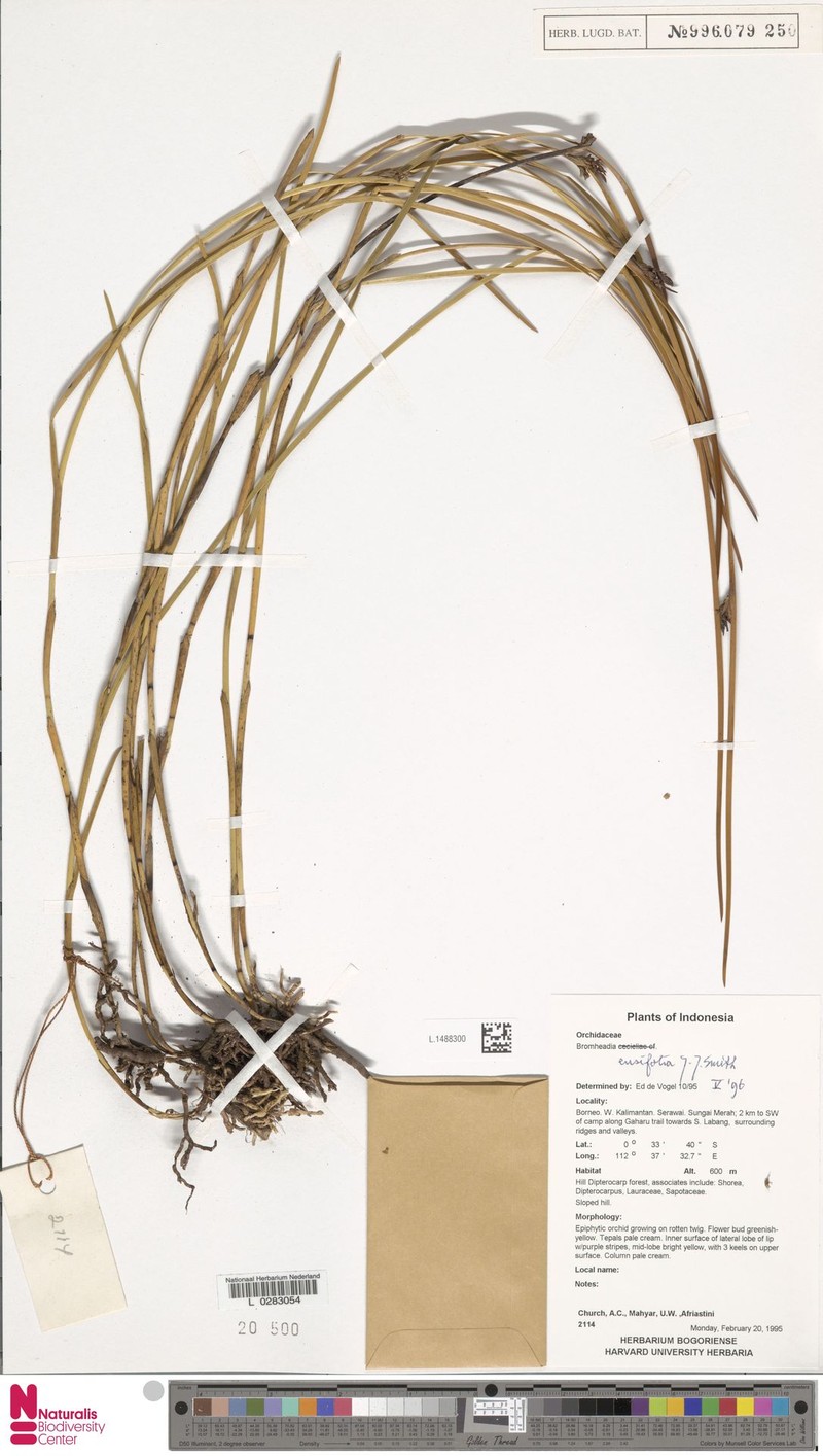 Bromheadia ensifolia photo 2