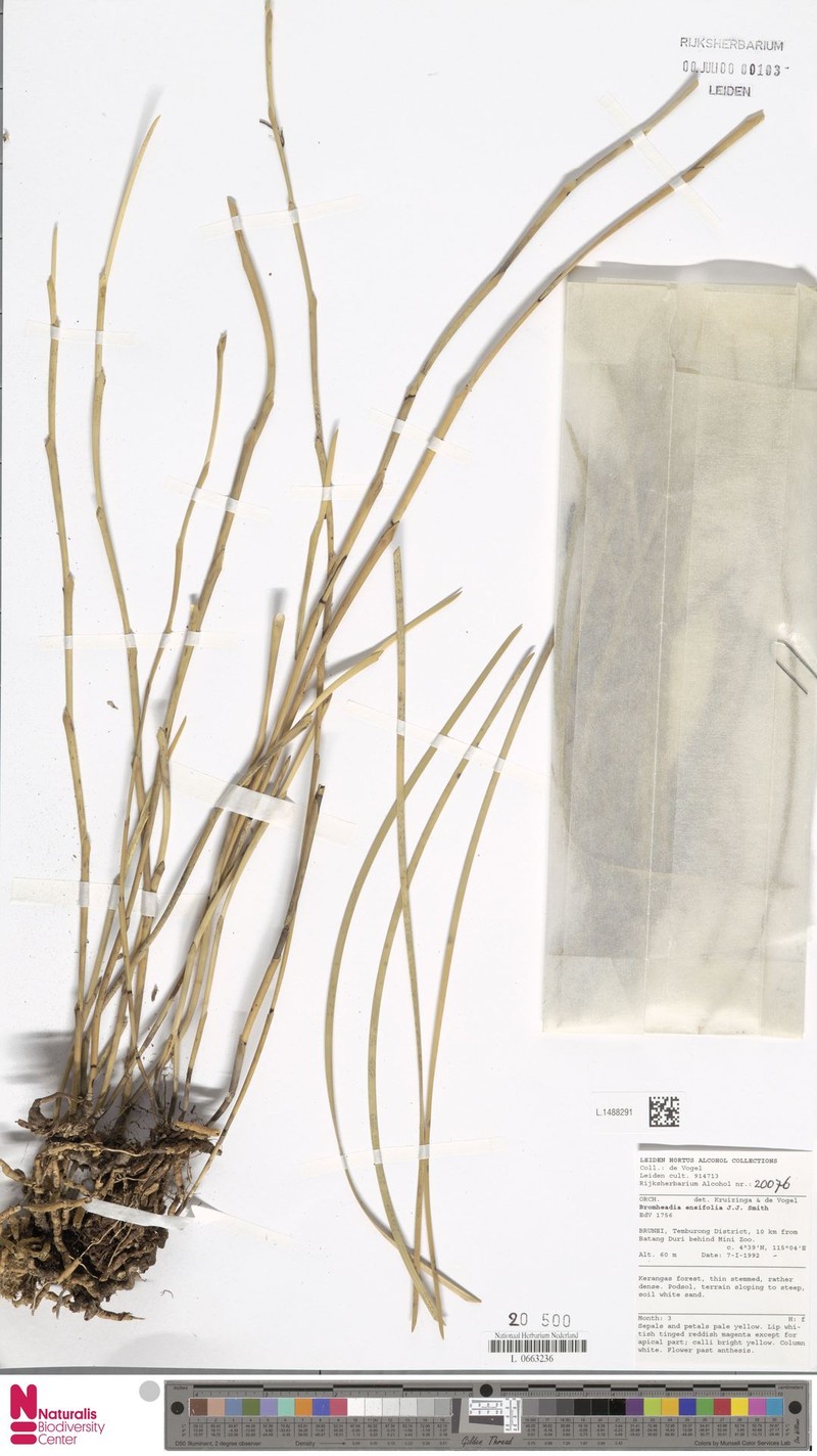 Bromheadia ensifolia photo 3