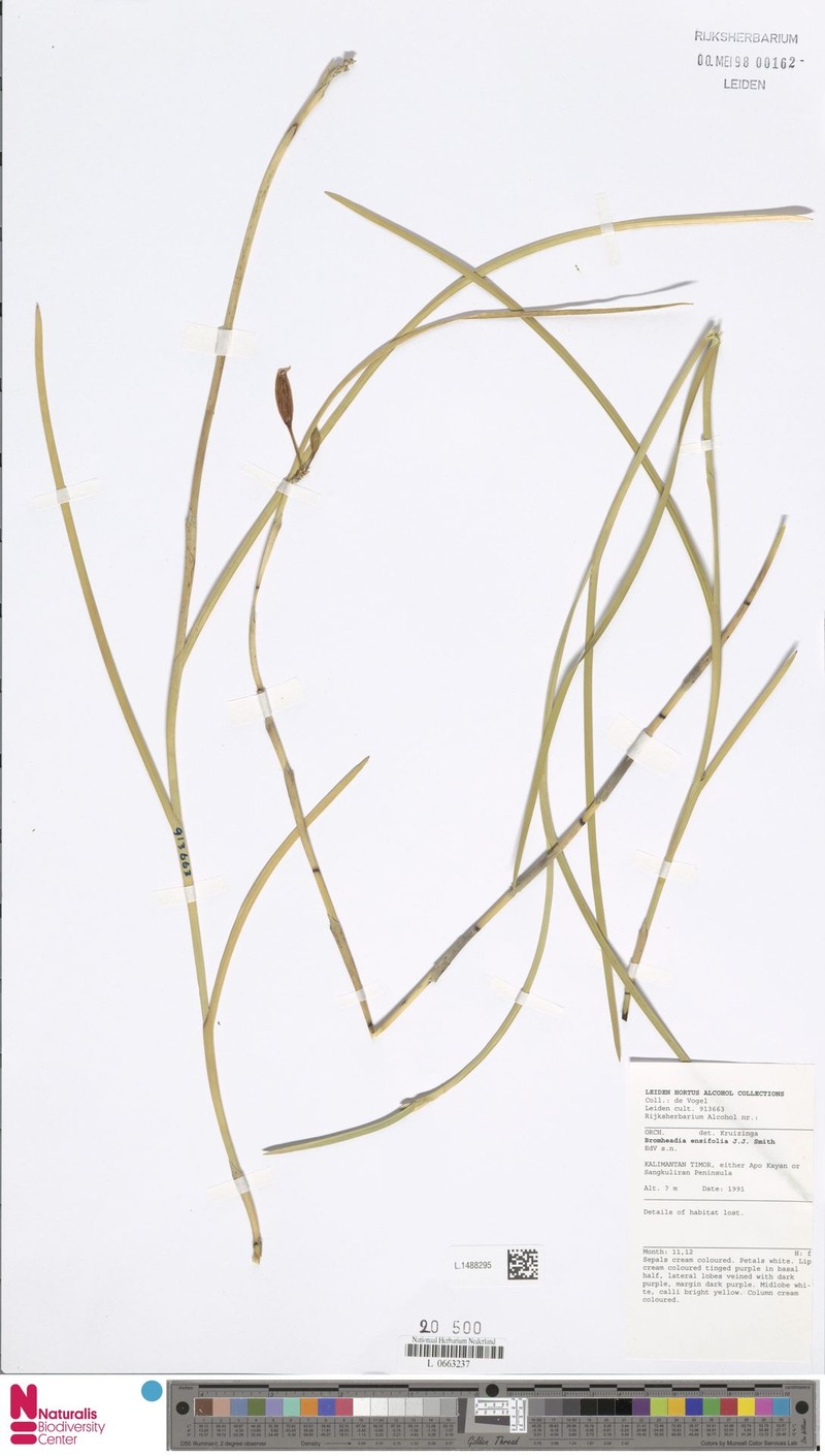 Bromheadia ensifolia photo 4