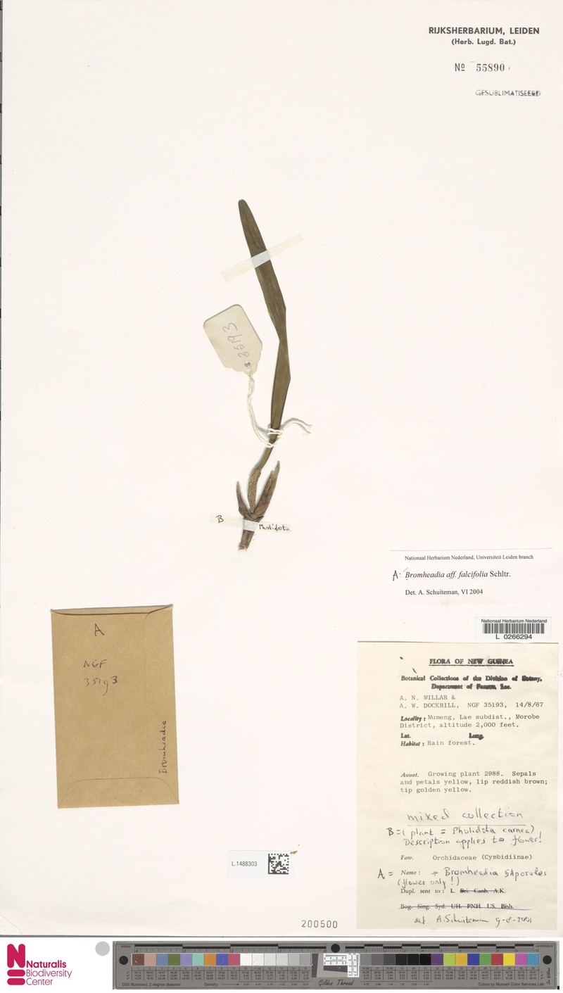 Bromheadia falcifolia