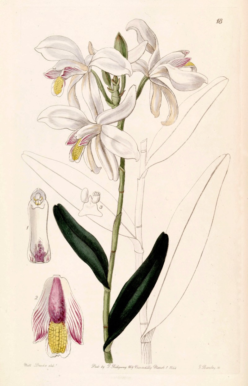 Bromheadia finlaysoniana