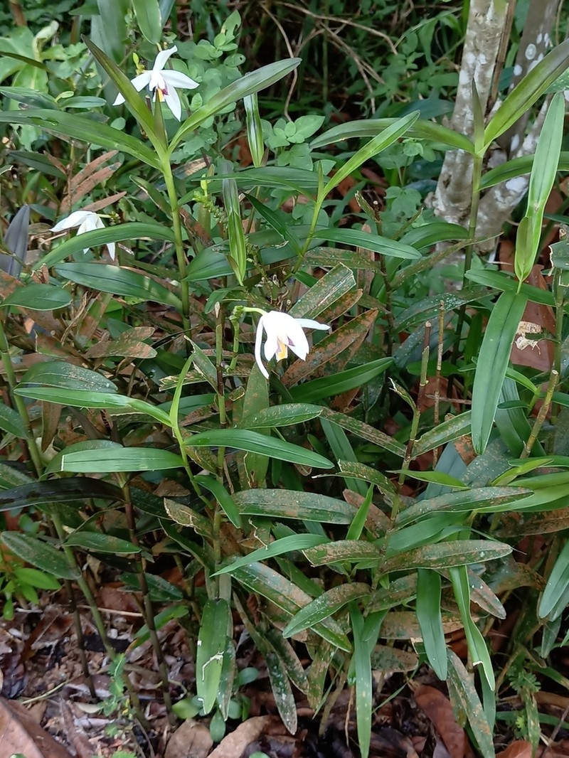 Bromheadia finlaysoniana photo 2