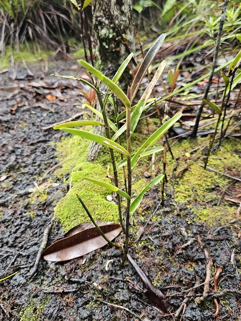Bromheadia finlaysoniana photo 3