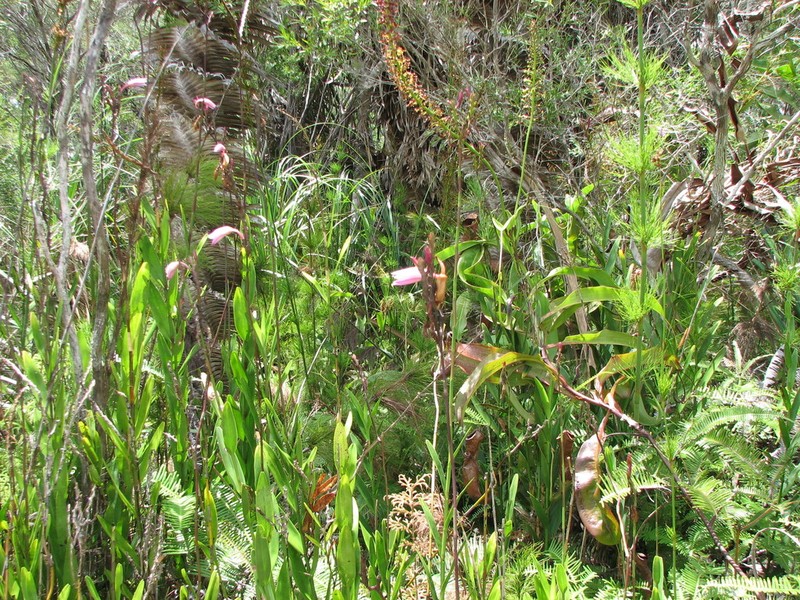 Bromheadia finlaysoniana photo 7