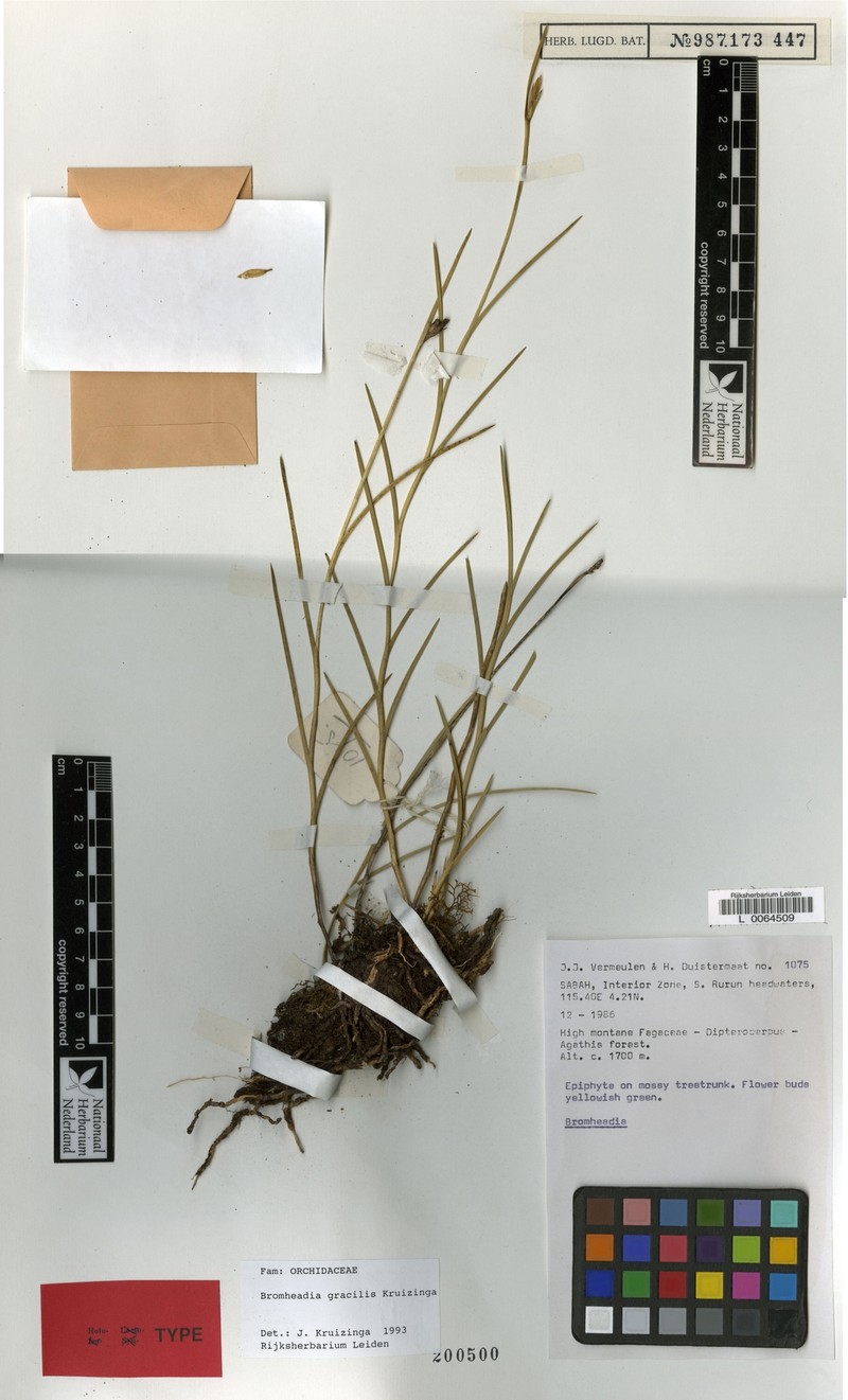 Bromheadia gracilis