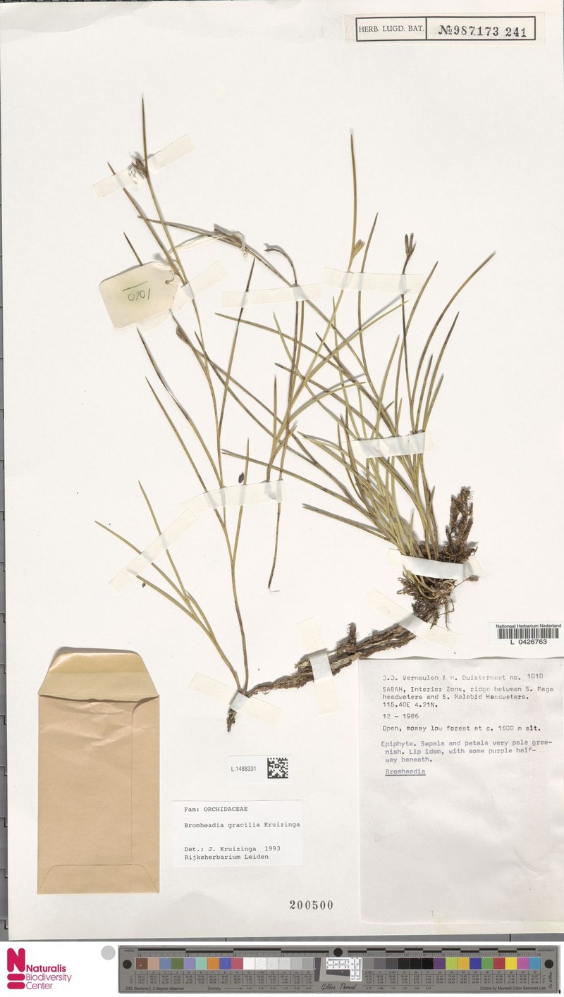 Bromheadia gracilis photo 2