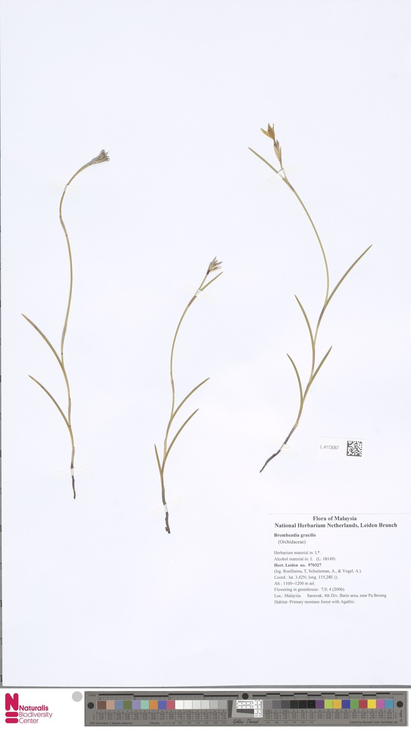 Bromheadia gracilis photo 3