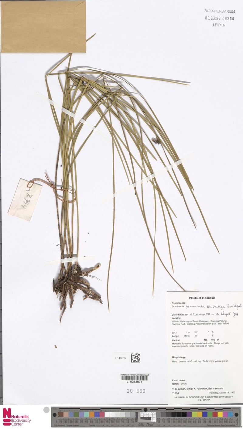 Bromheadia graminea