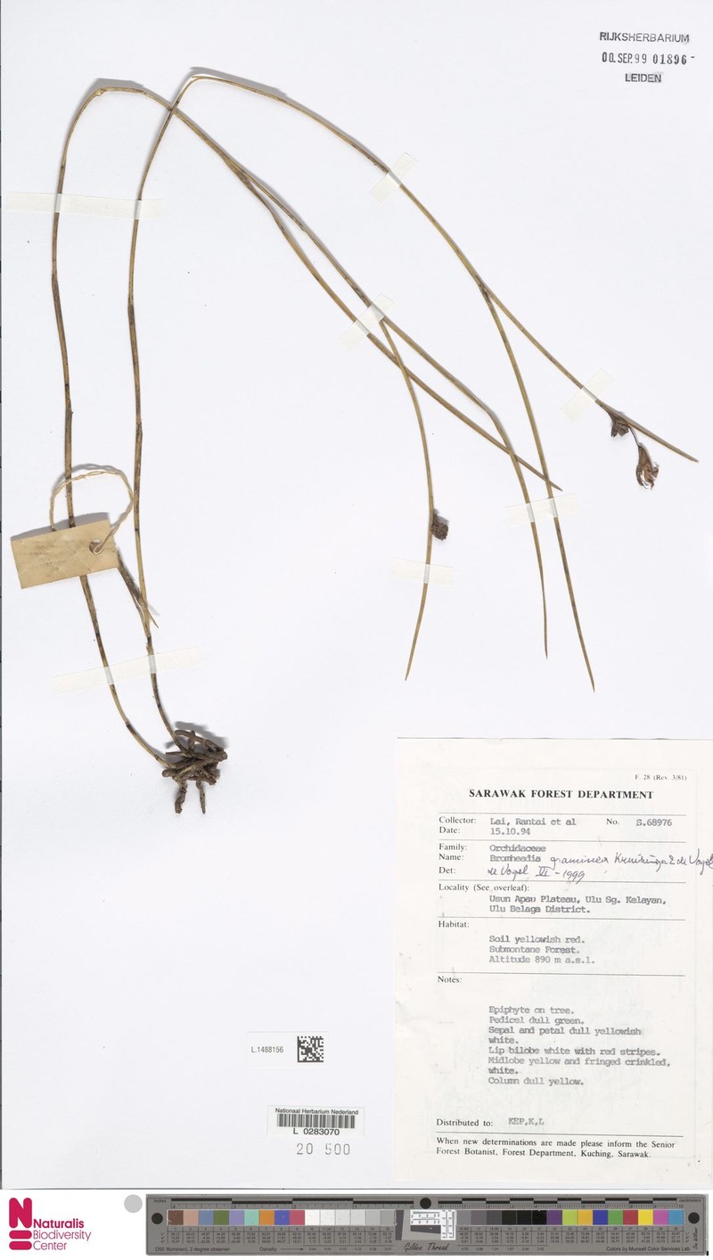 Bromheadia graminea photo 2