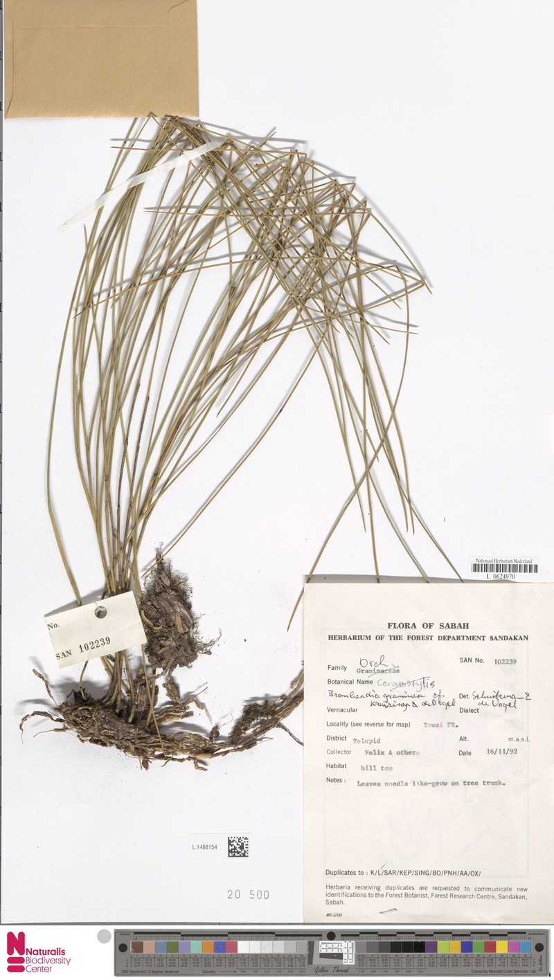 Bromheadia graminea photo 3