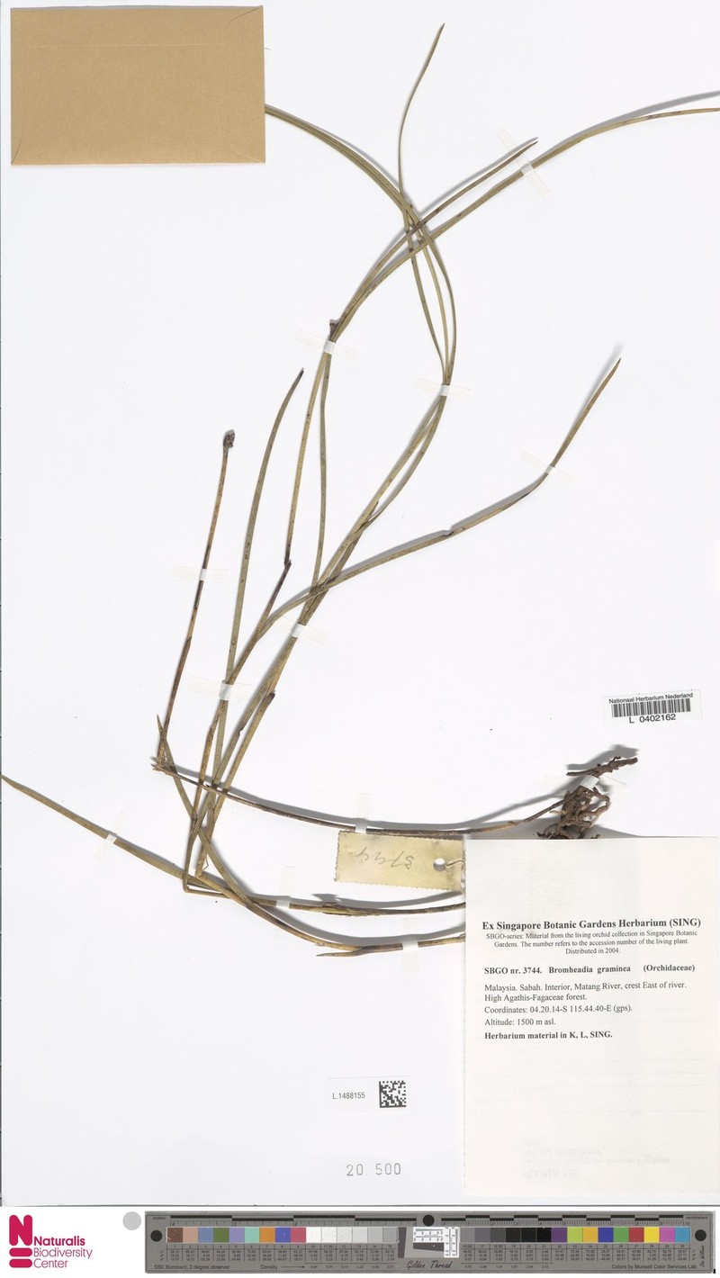 Bromheadia graminea photo 4