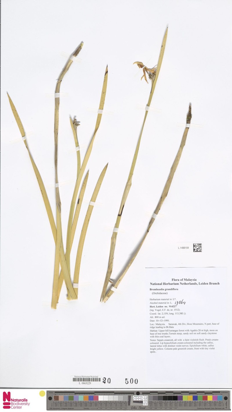 Bromheadia grandiflora
