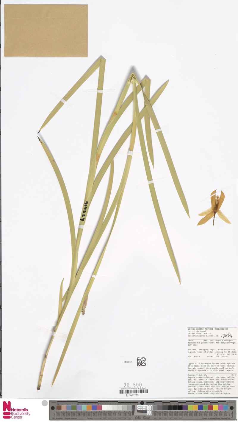 Bromheadia grandiflora photo 2