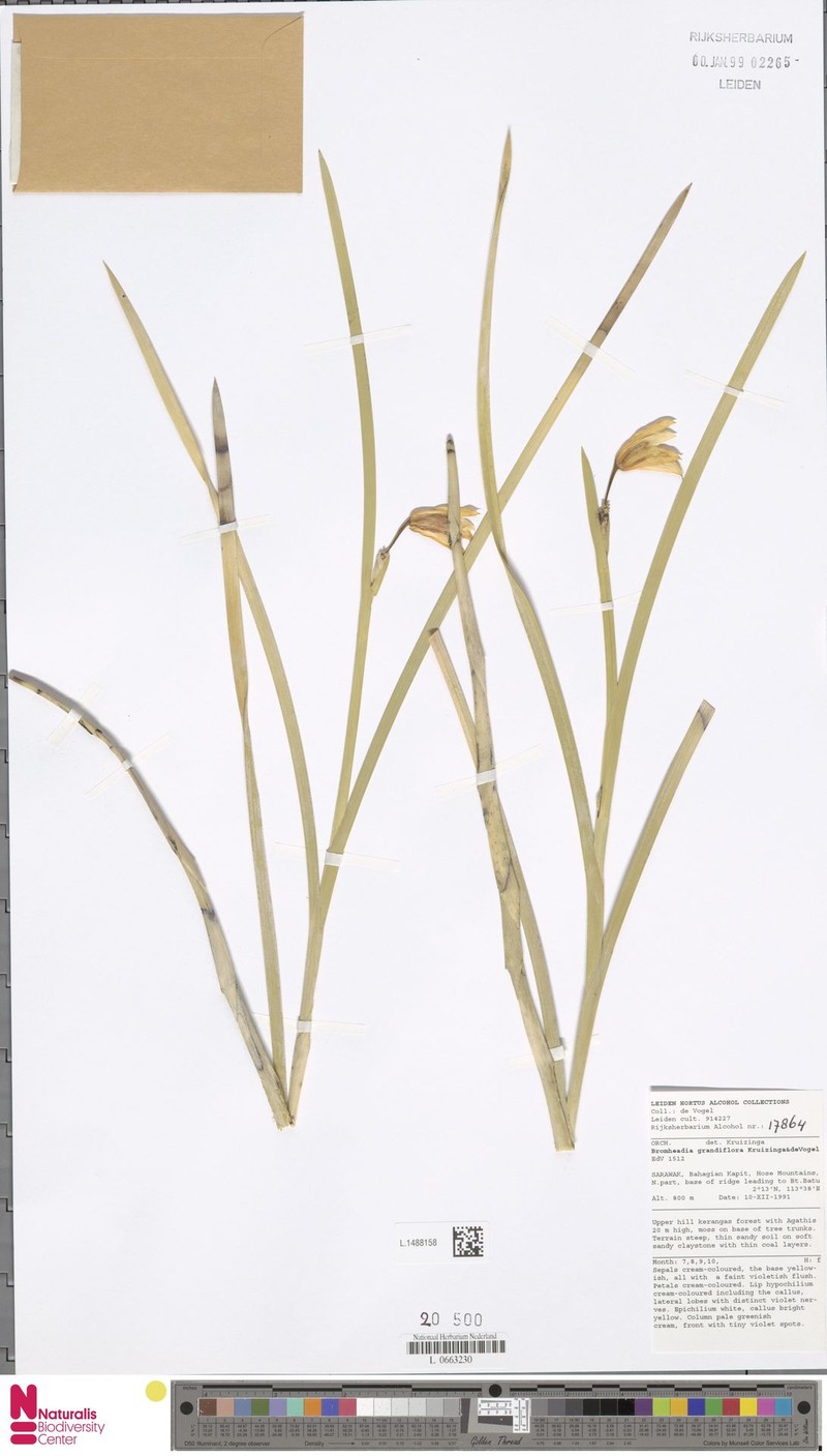 Bromheadia grandiflora photo 3