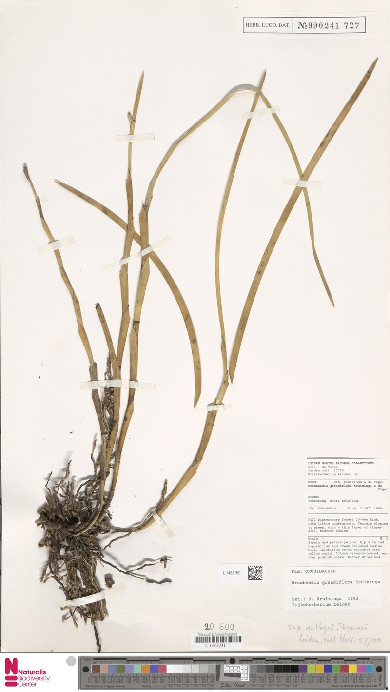 Bromheadia grandiflora photo 4