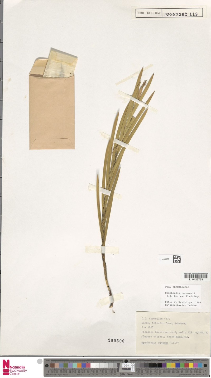 Bromheadia pungens