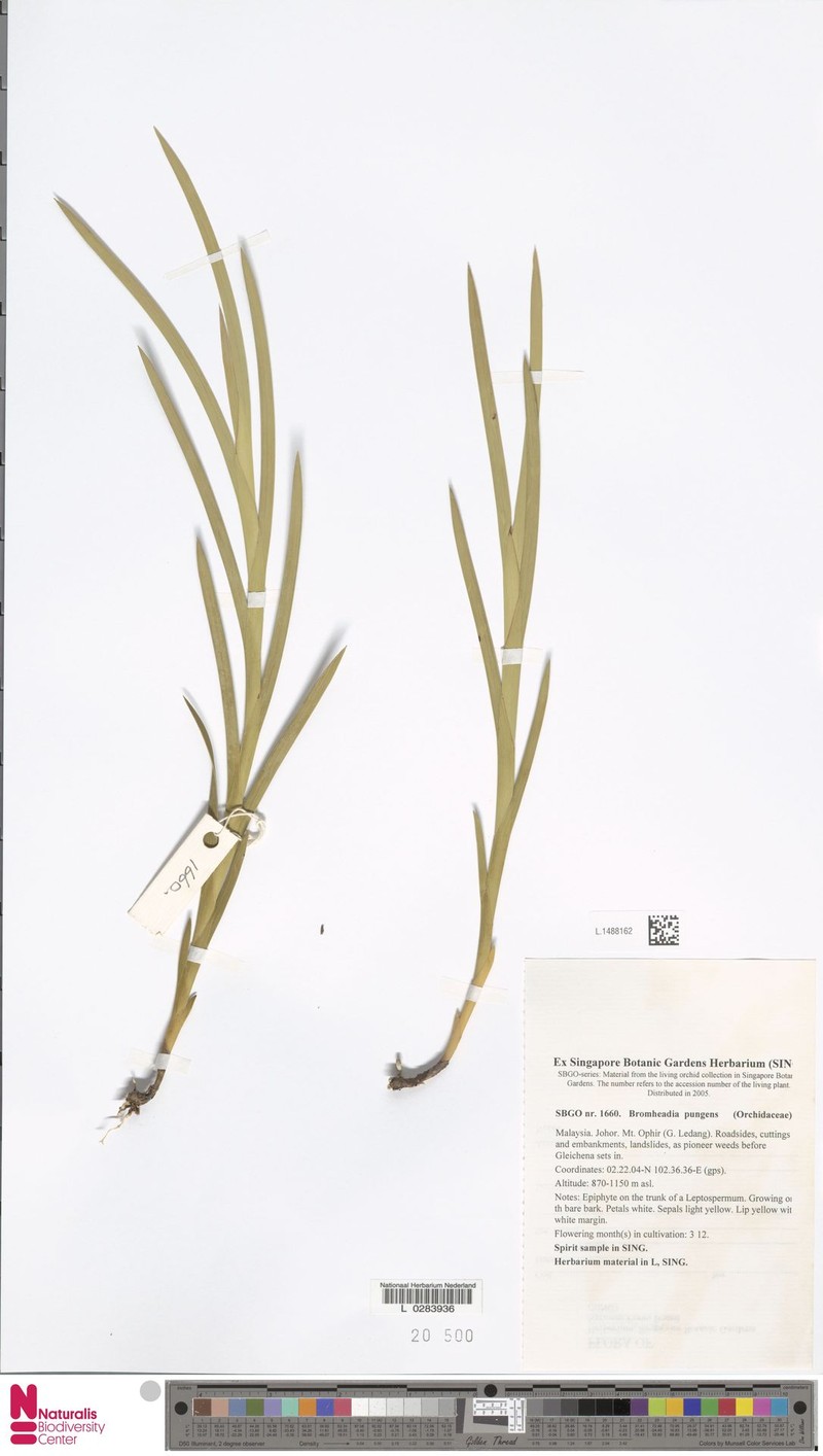 Bromheadia pungens photo 2