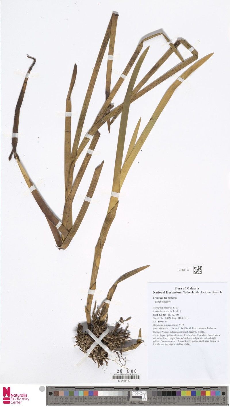 Bromheadia robusta