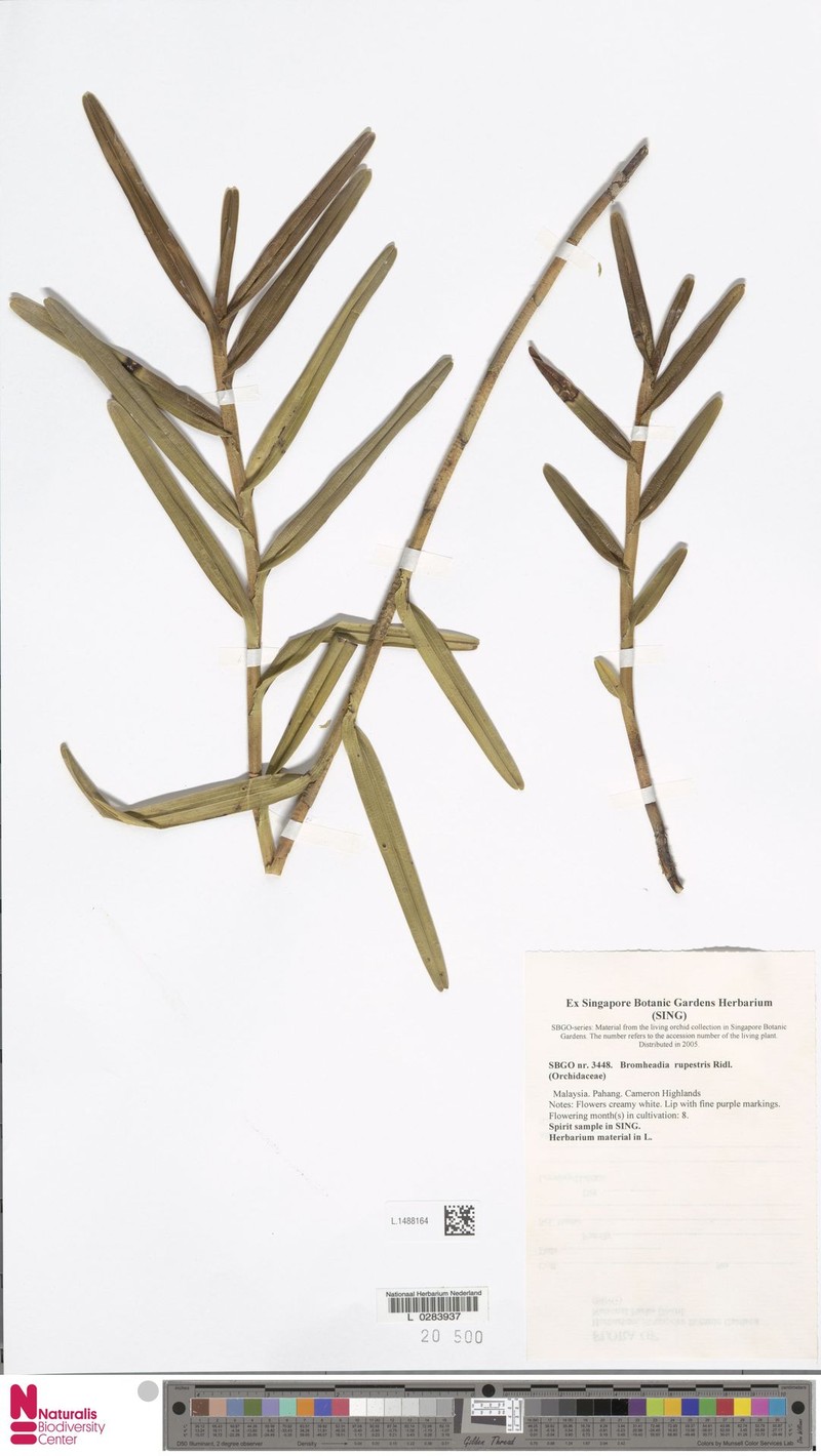 Bromheadia rupestris
