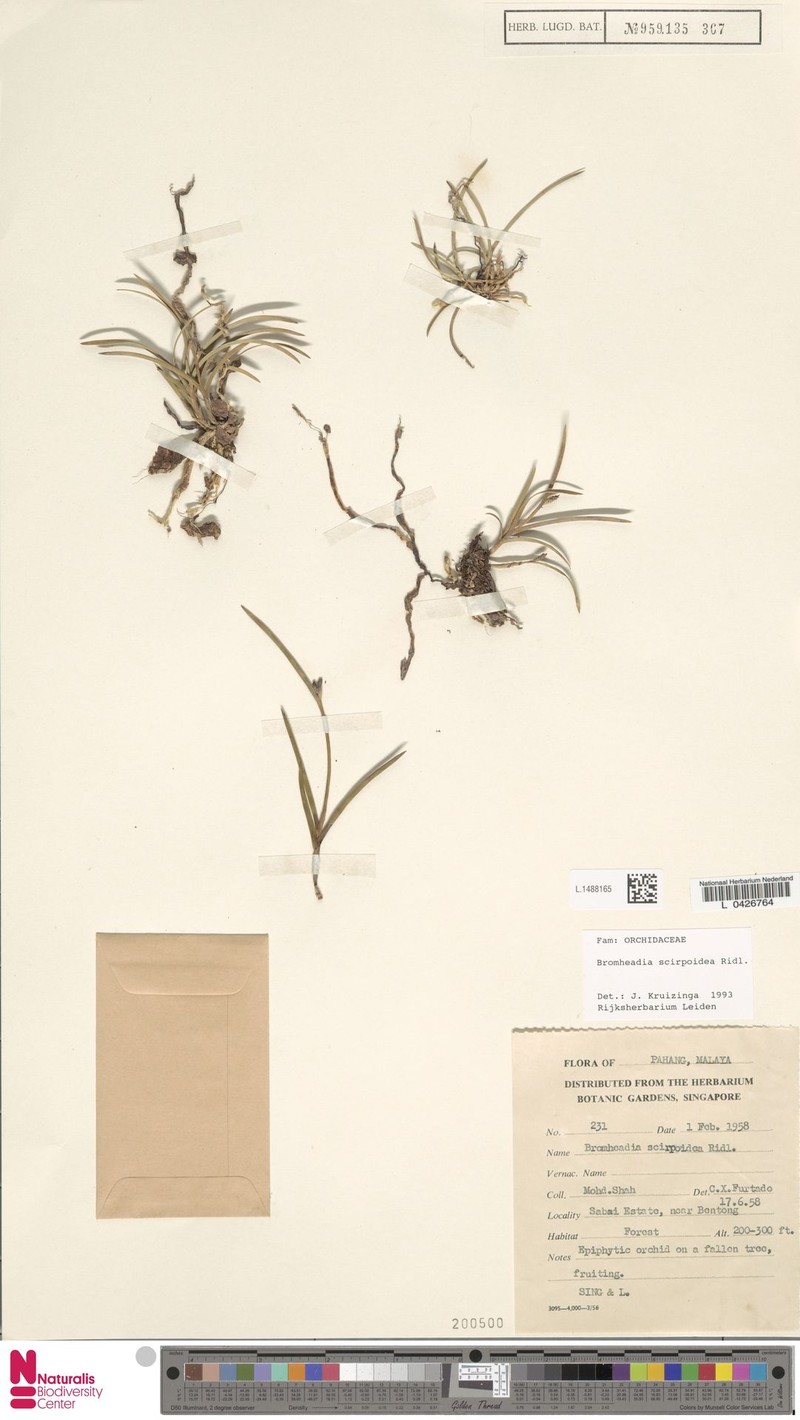 Bromheadia scirpoidea