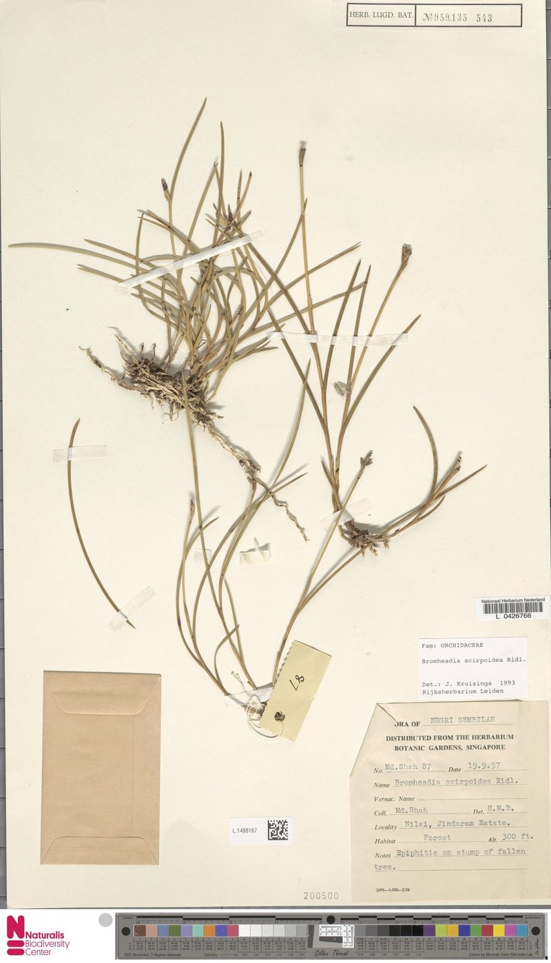 Bromheadia scirpoidea photo 2